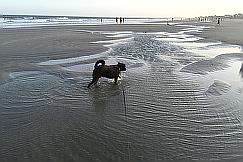 Your Folly Beach Dog Guide