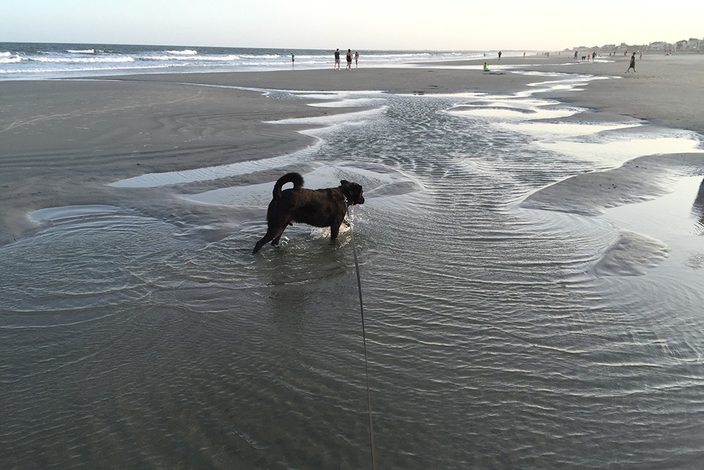 Your Folly Beach Dog Guide