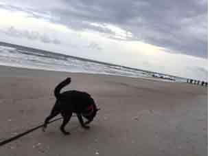 Jefferson on Folly Beach close to Chastains Cottages