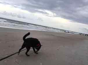 Jefferson on Folly Beach close to Chastains Cottages