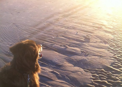 Wolfe the dog on Folly Beach near Chastains Cottages